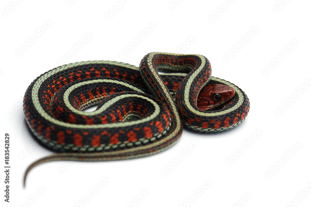 Fototapeta premium Eastern Garter Snake isolated on white background