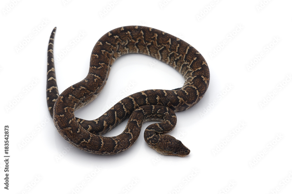 Cuban tree boa isolated on white background Cuban tree boa isolated on white background