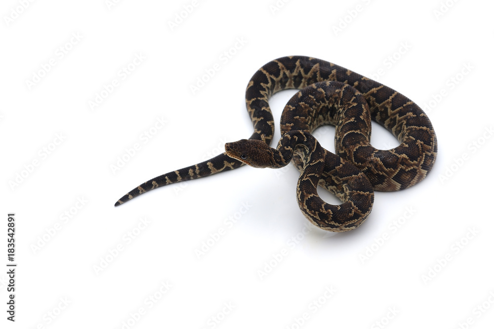 Cuban tree boa isolated on white background Cuban tree boa isolated on white background