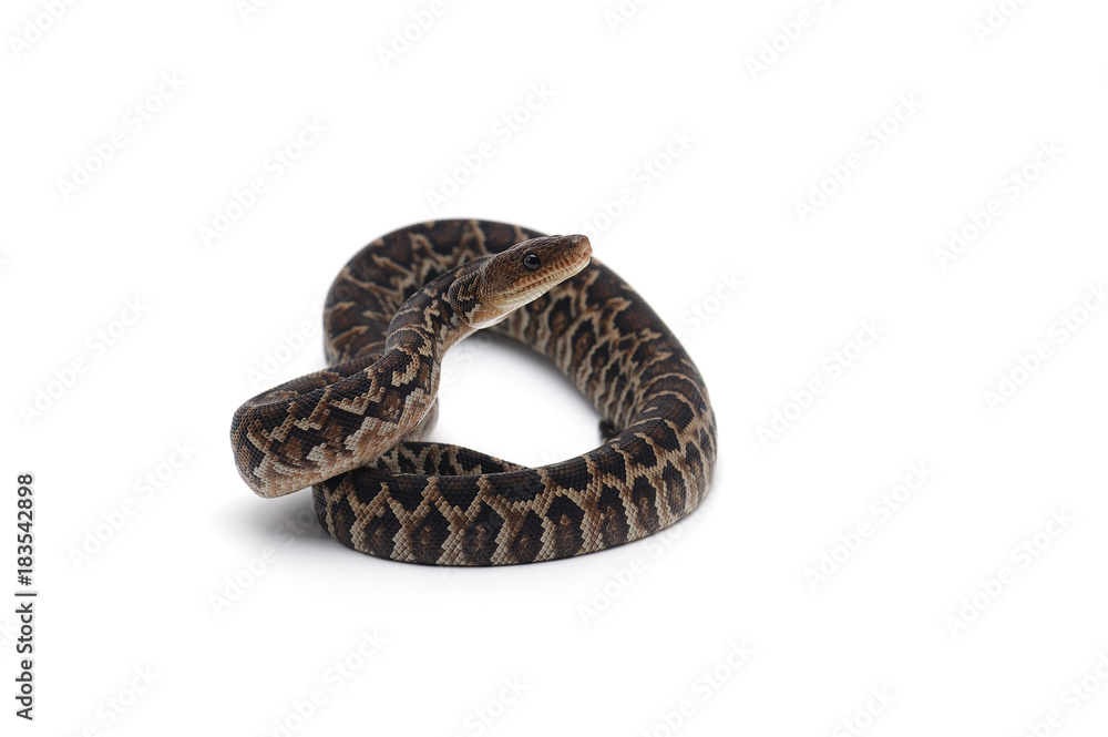 Cuban tree boa isolated on white background Cuban tree boa isolated on white background