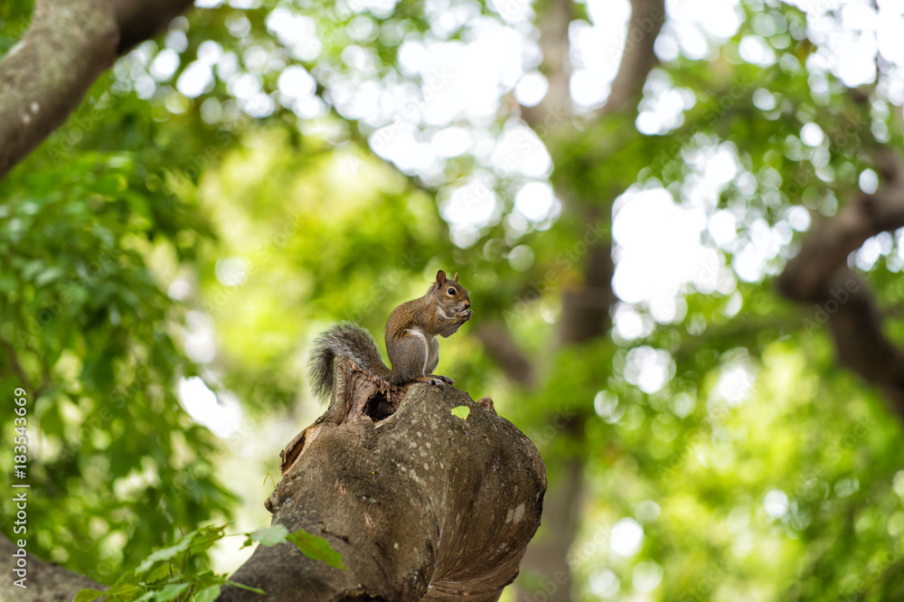 Squirrel animal sit on tree branch in wood Squirrel animal sit on tree branch in wood