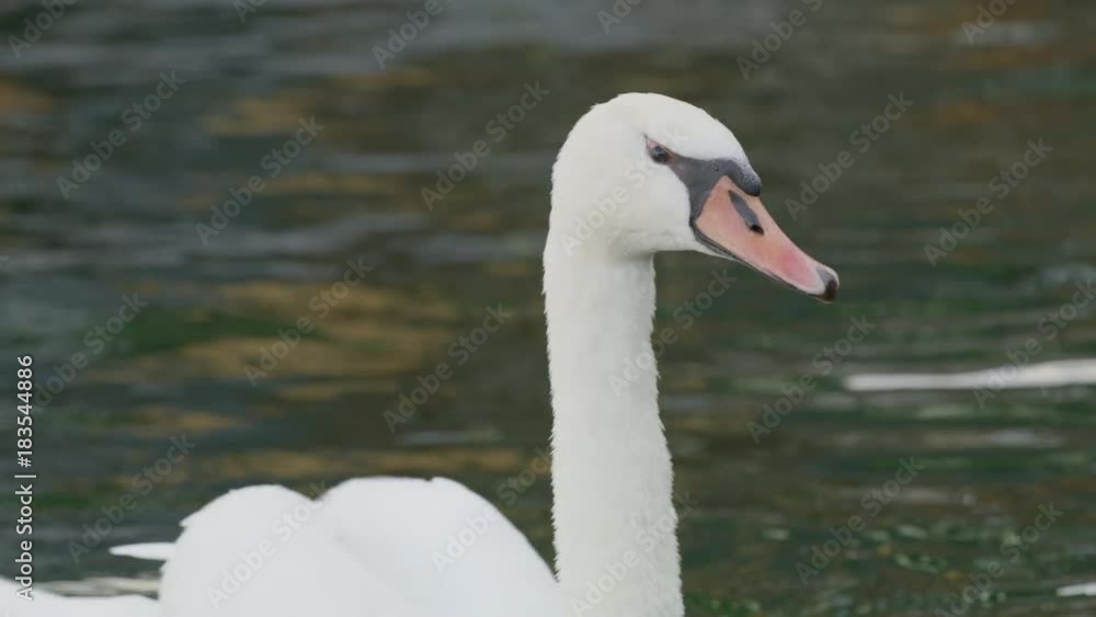 Close up slow motion shot of swan swimming in water / Hallstatt, Austria Close up slow motion shot of swan swimming in water / Hallstatt, Austria
