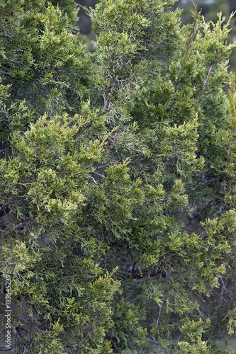 Red cedar (Juniperus virginiana). Called Eastern redcedar, Virginian juniper, Eastern juniper, Red juniper, Pencil cedar and Aromatic cedar also