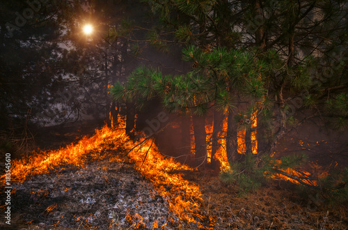 wildfire, burning pine forest . © Lumppini