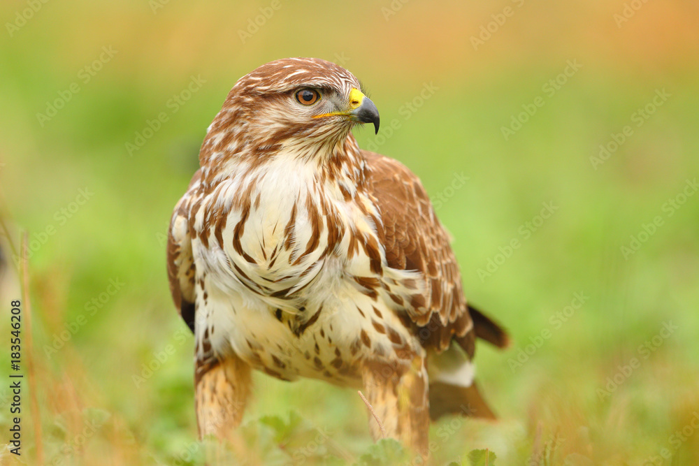 Fototapeta premium Portrait of a common buzzard on the grass