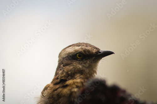 Soft focus on The chalk-browed mockingbird (Mimus saturninus) portrait.