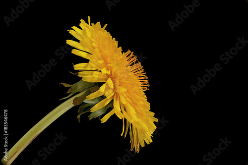 Yellow dandelion flower (taraxacum officinale) isolated on black Background - Image  photo