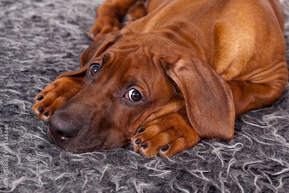 Sad dog breed Rhodesian Ridgeback puppy lying on a shaggy gray rug Sad dog breed Rhodesian Ridgeback puppy lying on a shaggy gray rug