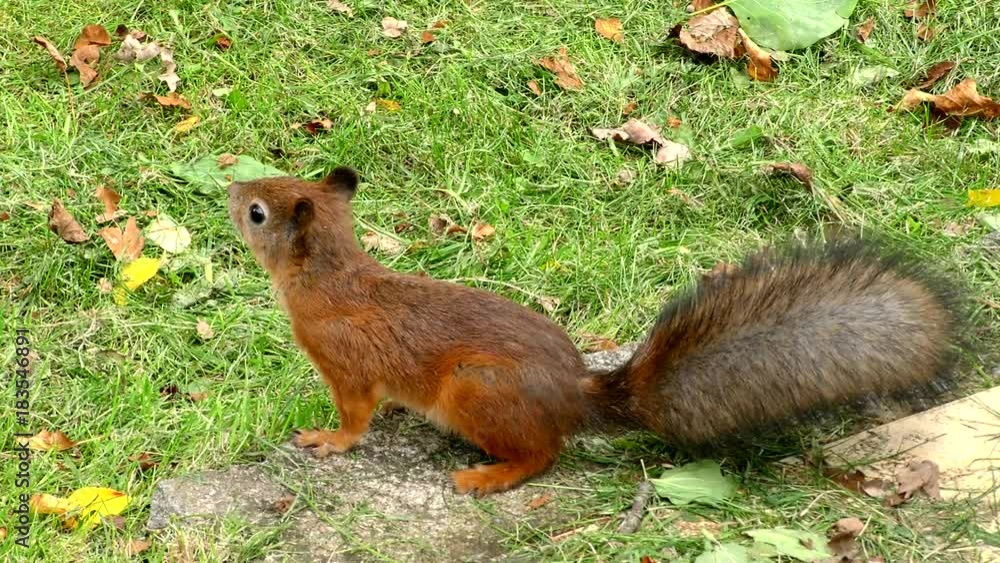 Young Squirrel in Park. A lovely wild animal timid squirrel. Red-haired beast eats. Young Squirrel in Park. A lovely wild animal timid squirrel. Red-haired beast eats.