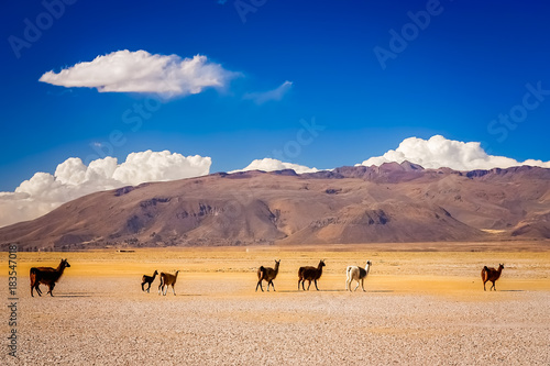 Herd of llamas on Altiplano plain