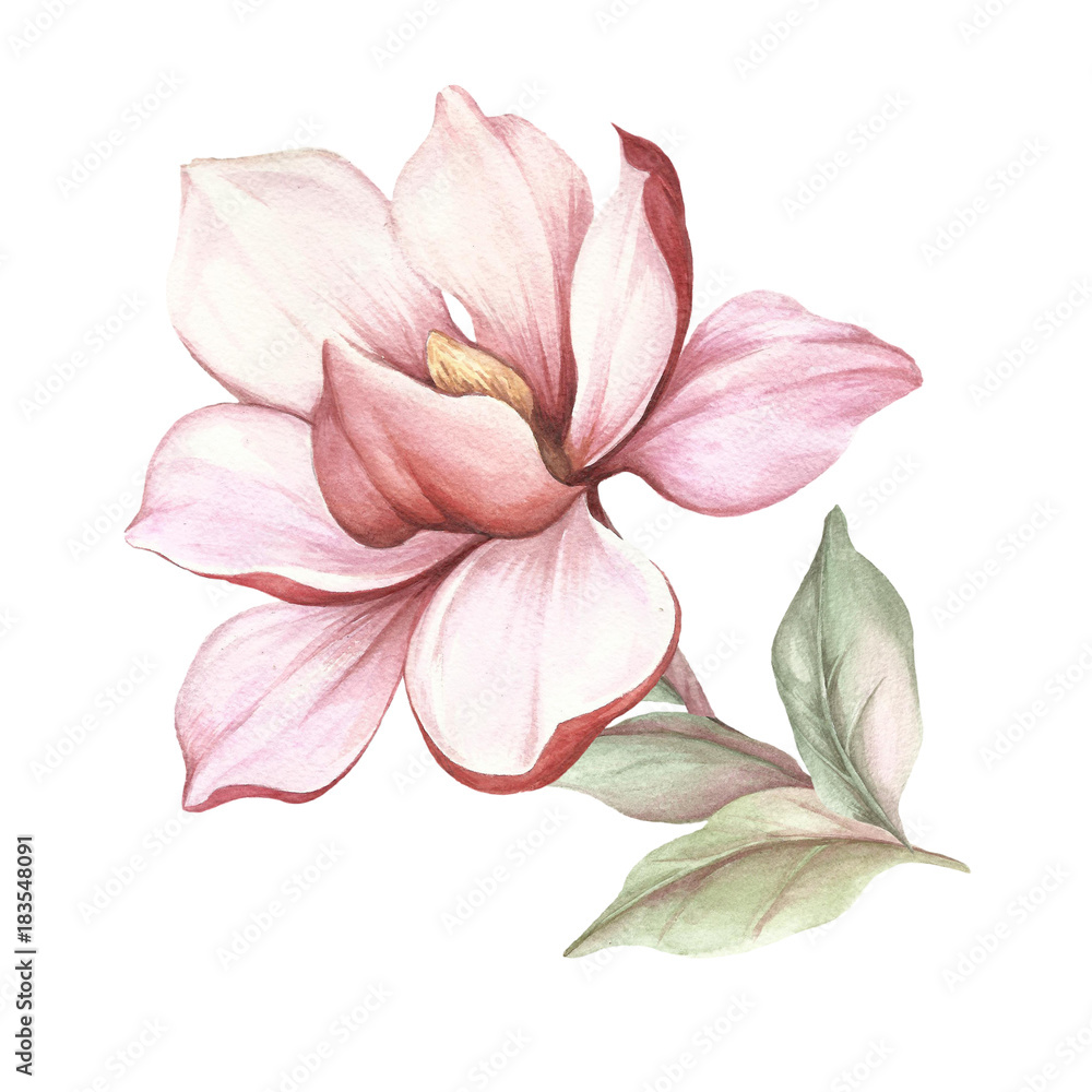 Naklejka premium Image of blooming magnolia branch. Watercolor illustration