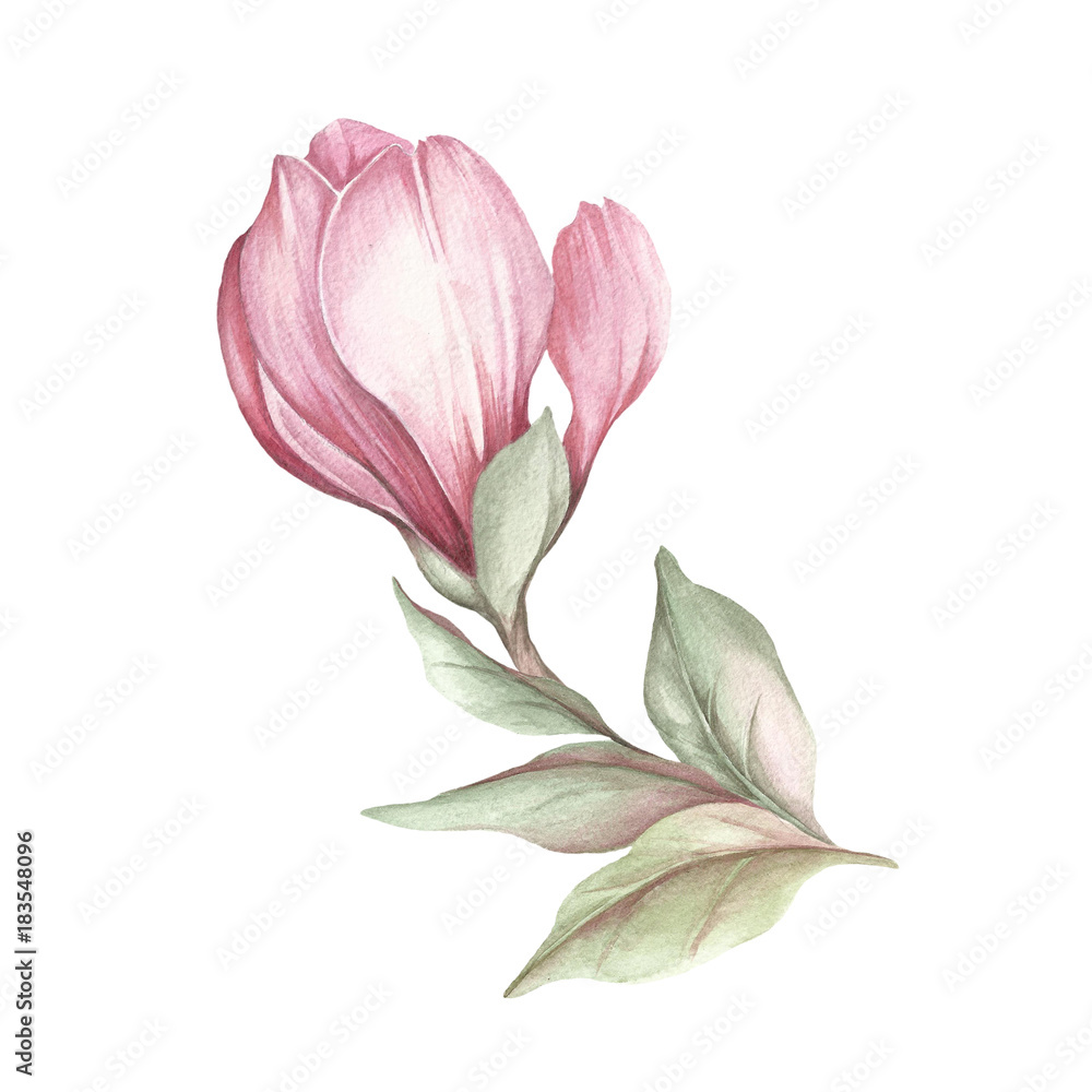 Fototapeta premium Image of blooming magnolia branch. Watercolor illustration