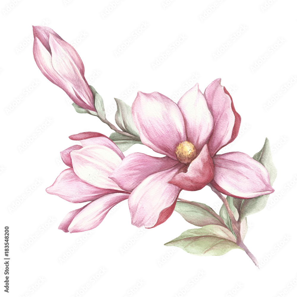 Naklejka Wizerunek kwitnąca magnolii gałąź. Akwarela ilustracja