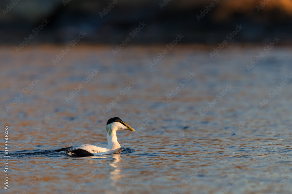 custom made wallpaper toronto digitalCommon Eider male swims in the calm blue sea in winter