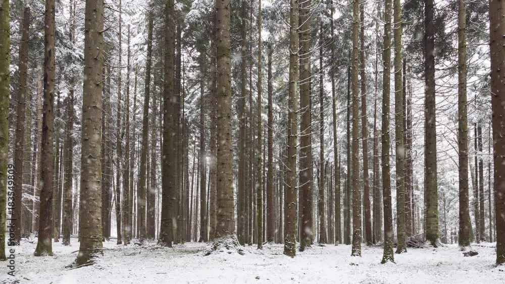 Heavy snow falling in forest landscape. Heavy snow falling in forest landscape.