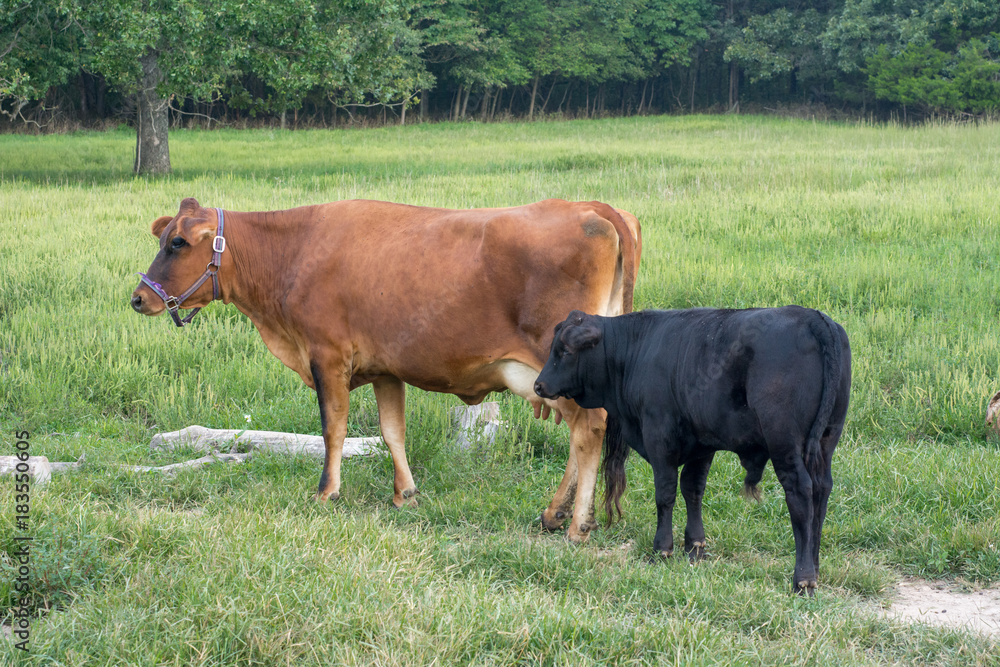 Mother and Son Jersey Cows Standing Together in Green Pasture Mother and Son Jersey Cows Standing Together in Green Pasture