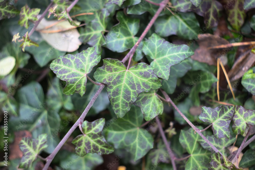 Dark green foliage of a healthy plant with raindrops. Dark green foliage of a healthy plant with raindrops.