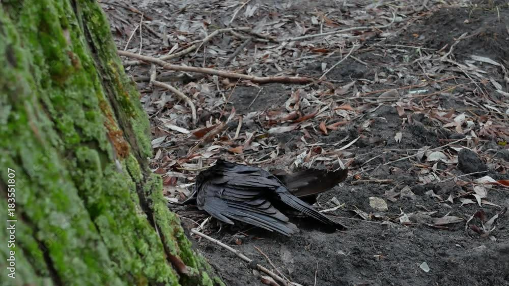 The dead crow lies on the ground, november is the coldest time for birds. The dead crow lies on the ground, november is the coldest time for birds.