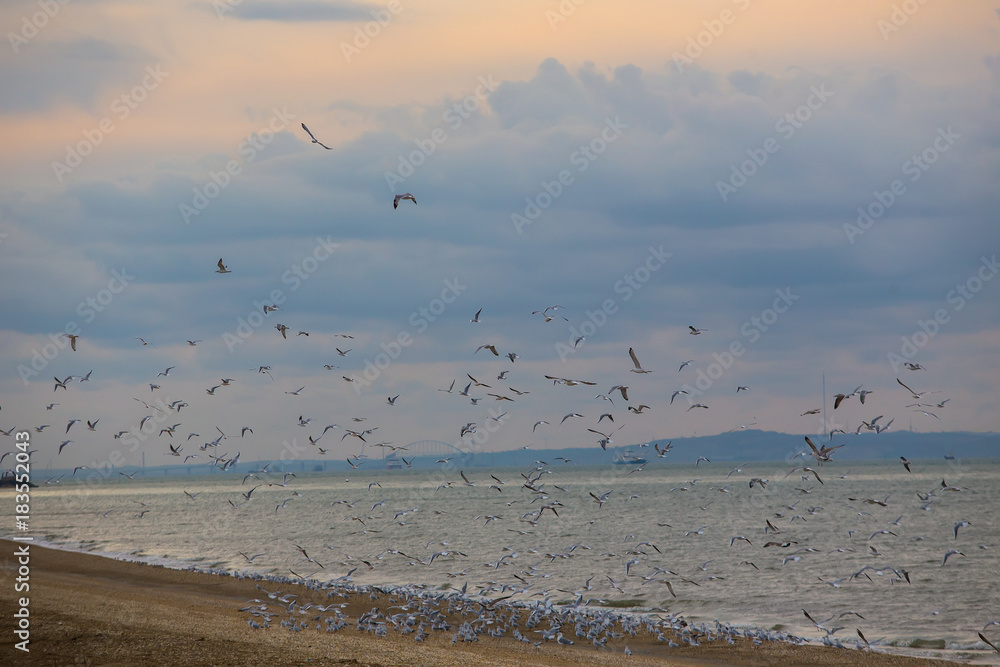 seagulls flying over the sea on sunset.