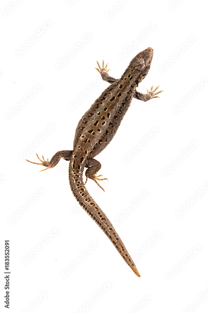 Naklejka premium Sand lizard (Lacerta agilis) on a white background