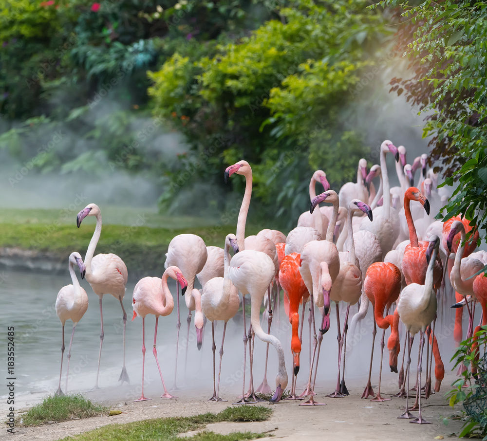 Flamingo birds standing in lake Flamingo birds standing in lake