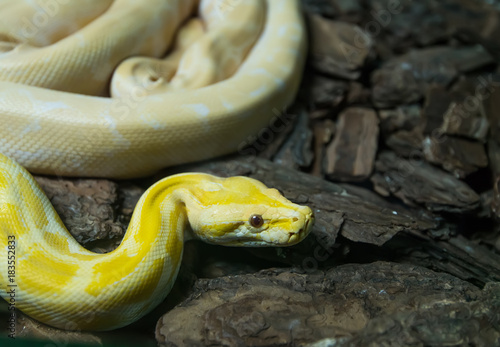 Gold Reticulated Python or Boa