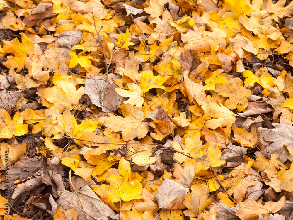 orange and yellow leaf floor background texture autumn foliage