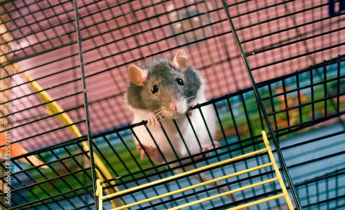 White-grey rat in the cage