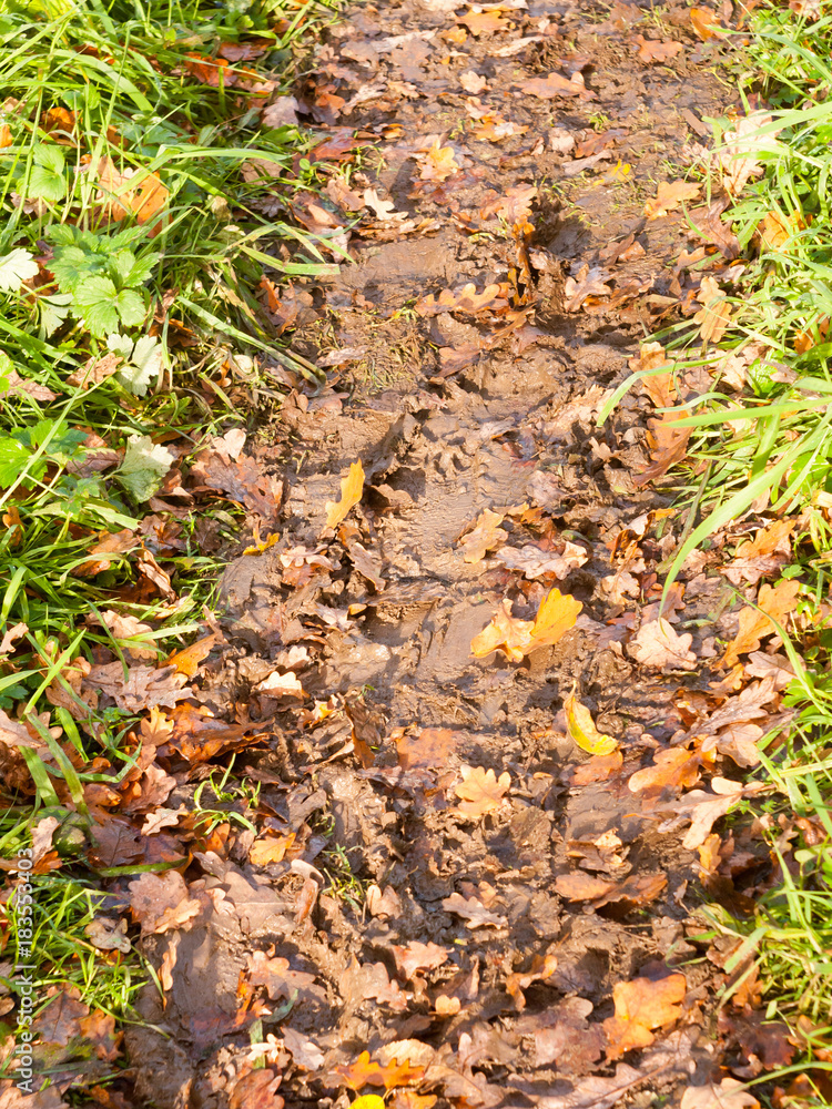 wet and muddy walkway path trek on floor with green grass and fallen autumn leaves wet and muddy walkway path trek on floor with green grass and fallen autumn leaves