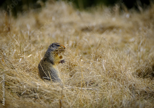 Wallpaper Mural Grass eater - a ground squirrel stops for a snack Torontodigital.ca