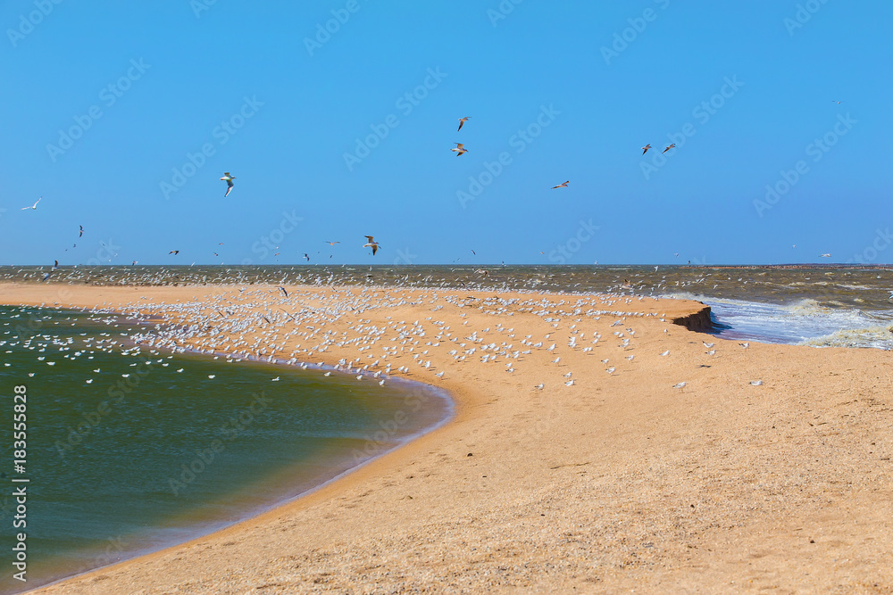 Flock of seagulls, sea, sand.