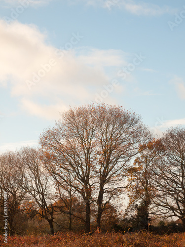 autumn tree skyline brown bare branches no leaves fallen clear sky ahead