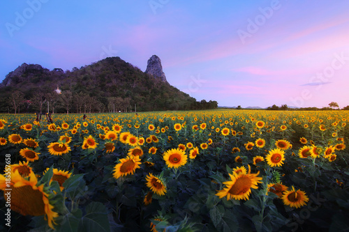 Fototapeta Naklejka Na Ścianę i Meble -  Sunflower Feild during before sunrise of Khao Jeen Lae at Lopburi province in Thailand.This landmark is a very popular for photographers and tourists. Travel and transportation Concept