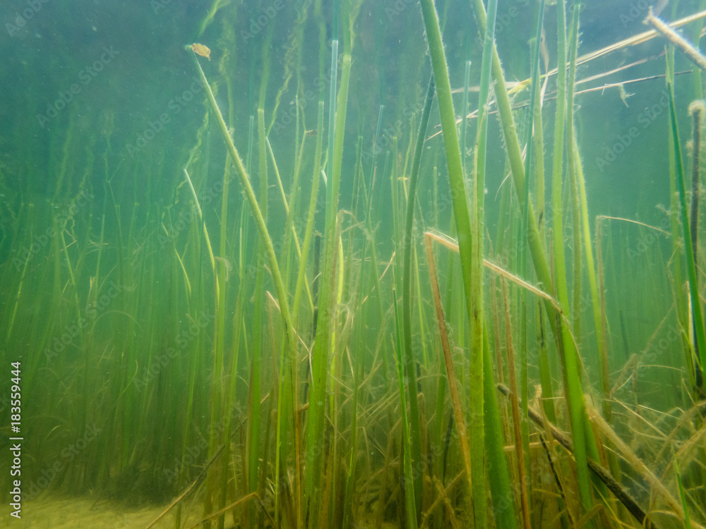 Lakeshore bulrush vegetation underwater shot