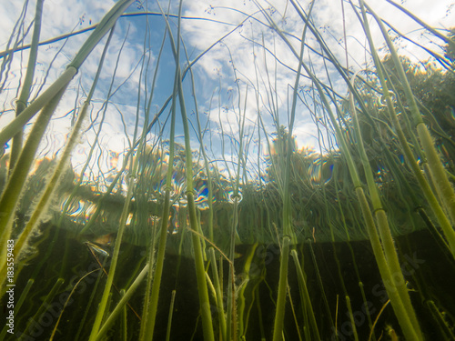 Fotografia Lakeshore bulrush stems low angle underwater shot