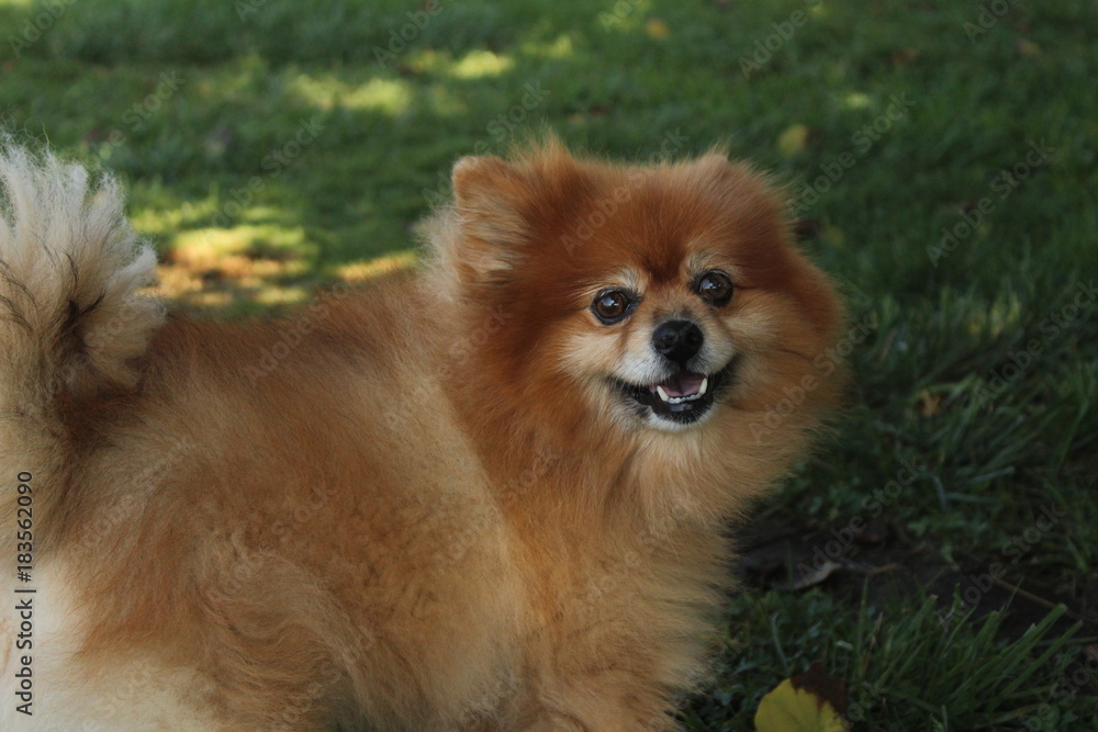 Brown pomeranian dog on green grass background