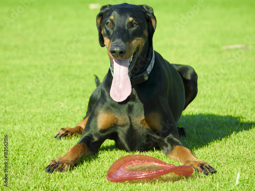 Doberman with her frisbee