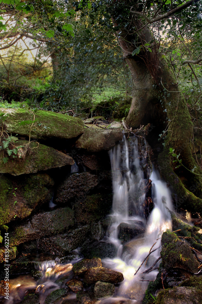 Fototapeta premium A small stream passing over a wall in Kennivail woods Cornwall