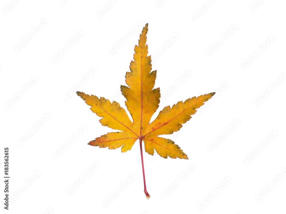 黄葉したカエデの葉