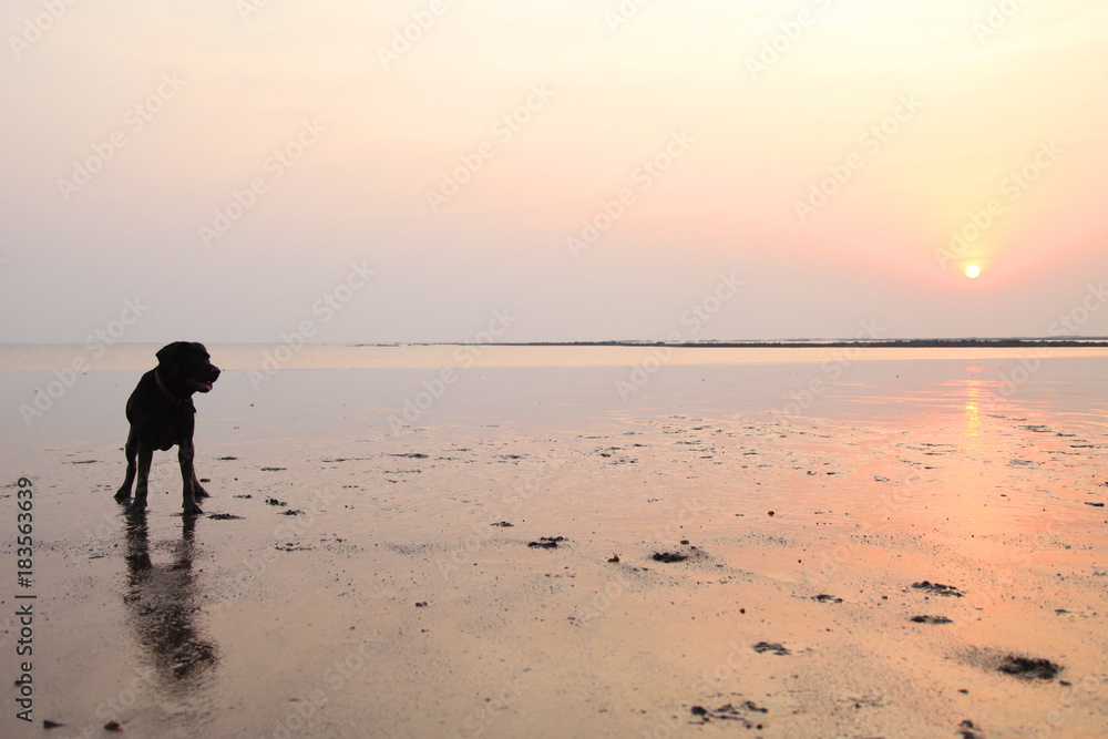 Silhouette of Black labrador dog playing at the beach Silhouette of Black labrador dog playing at the beach