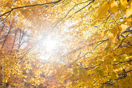 Sun Shining Through the Leaves of Beech Trees