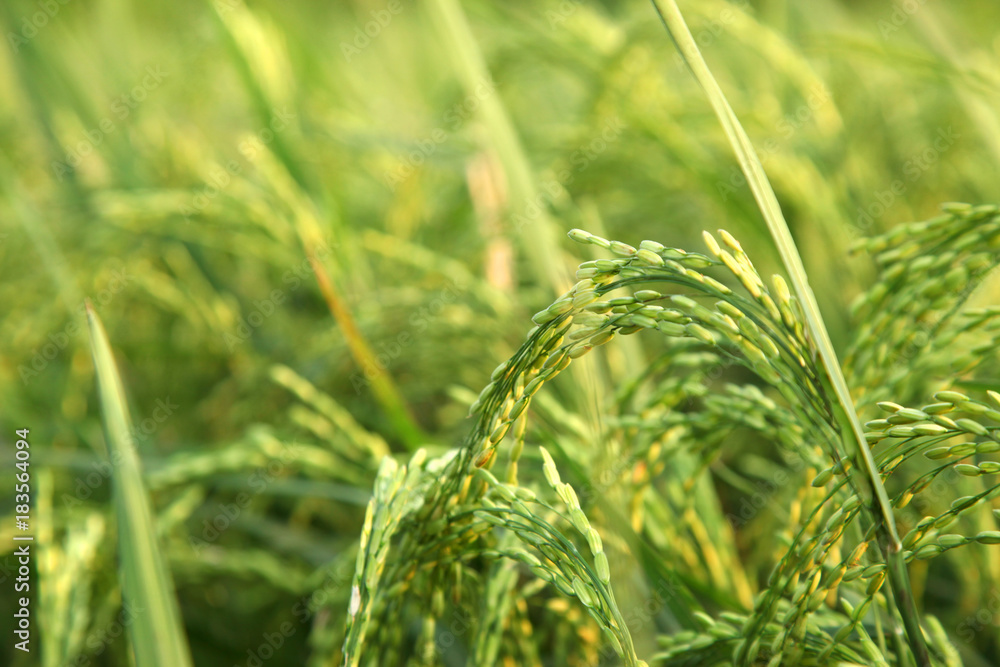 Young rice ears in the green field. Young rice ears in the green field.