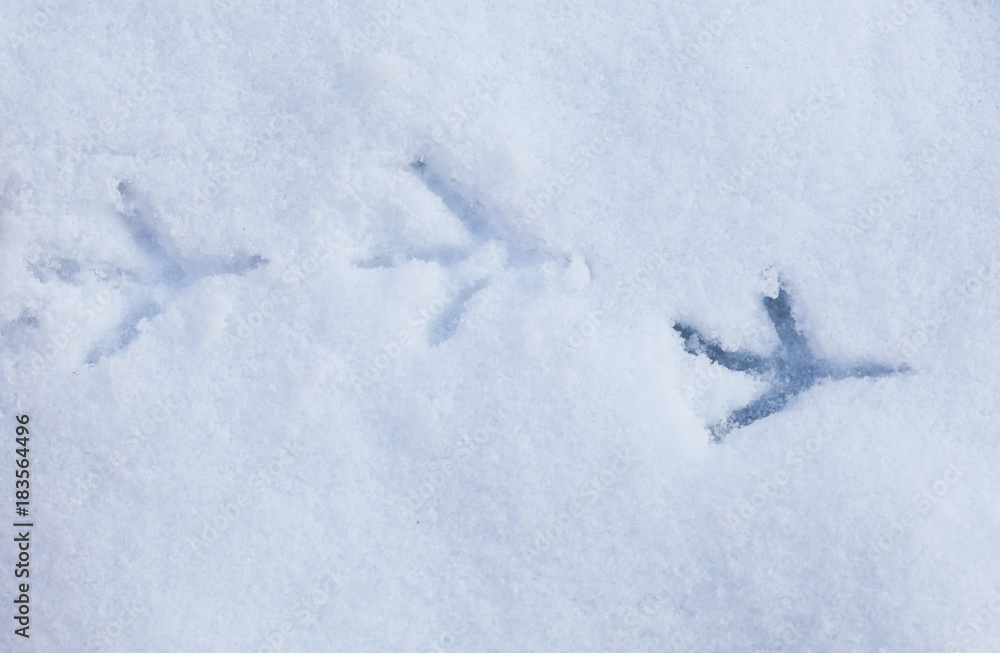 bird footprints in snow bird footprints in snow