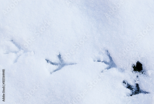 bird footprints in snow © Melinda Nagy