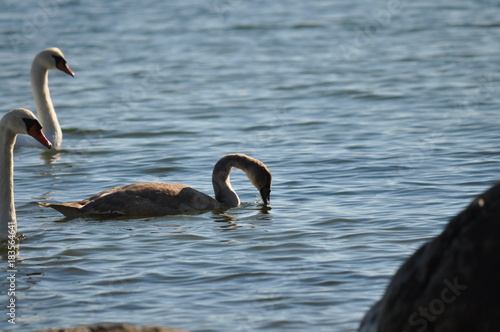 Einsamer Schwan am 