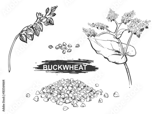 Hand drawn illustration set of buckwheat, grain. sketch. Vector eps 8
