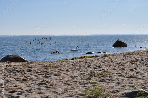 Schwäne und Schwalben am Naturstrand - Gelbes Ufer, Grabow, Zudar photo