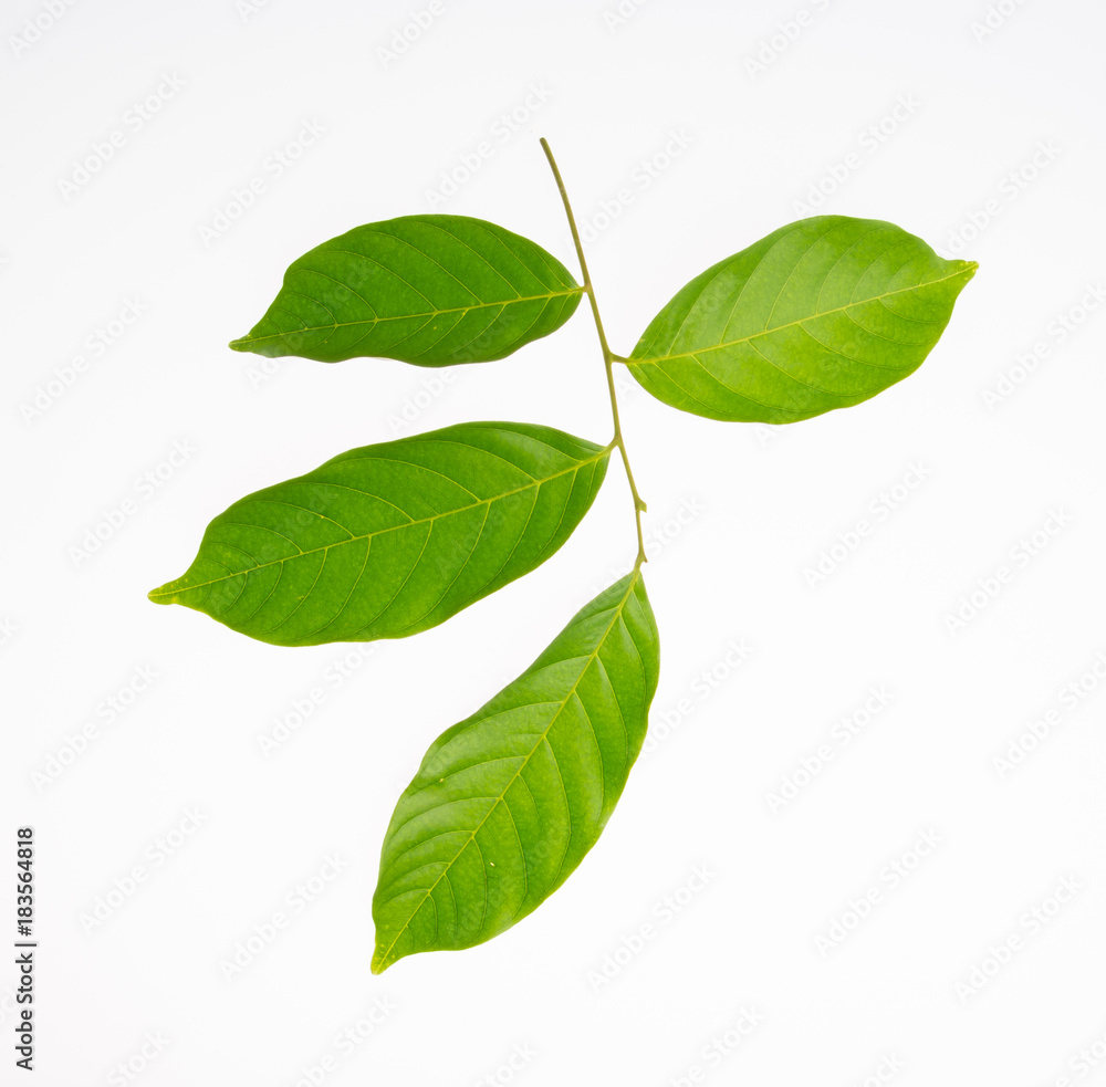 leaf or green leaf on a background. leaf or green leaf on a background.