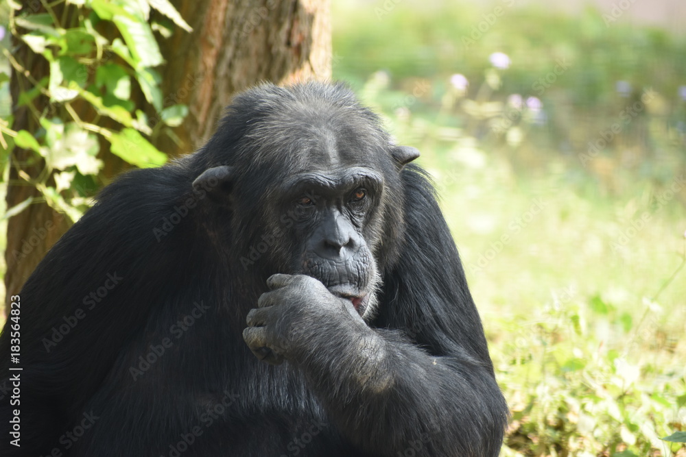 The Chimpanzee The Chimpanzee