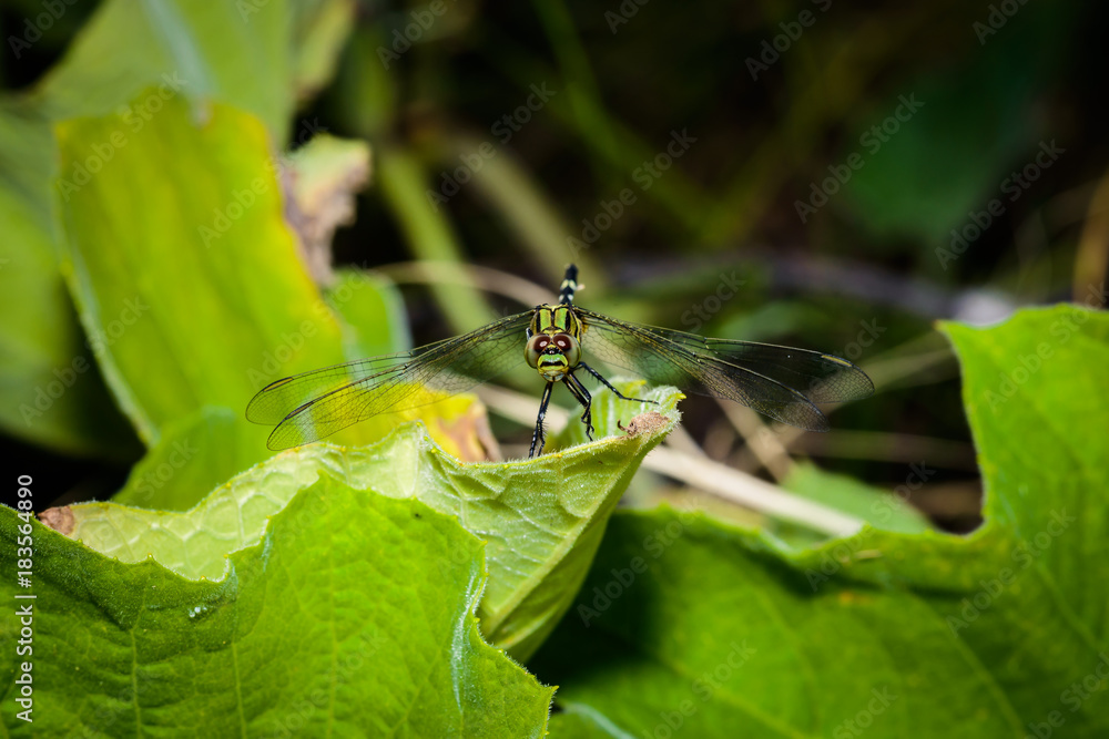 green and yellow dragonfly green and yellow dragonfly